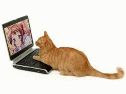 Cat On Computer Watching Anime GIF