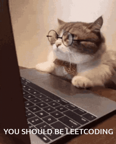 Cat On Computer You Should Be Leetcoding GIF