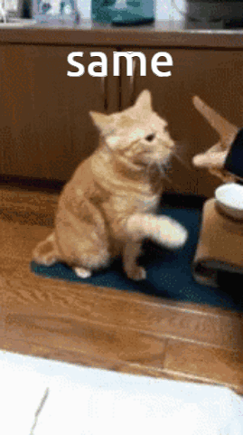 Cat On Hind Legs At Table Saying Same GIF