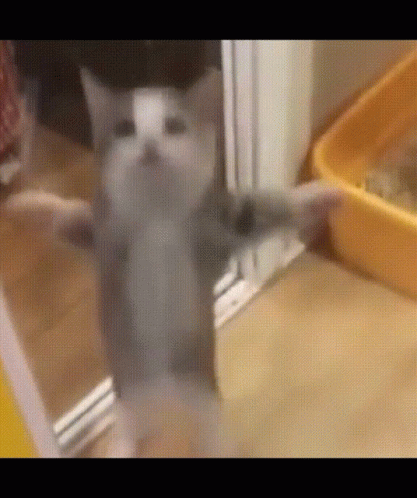Cat On Hind Legs Beside Yellow Litter Box GIF