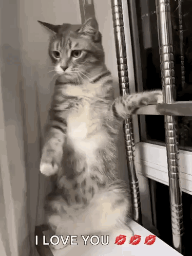 Cat On Hind Legs Saying I Love You GIF