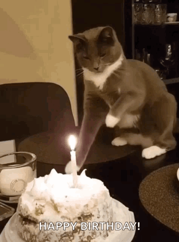Cat on Hind Legs with Birthday Cake Candle