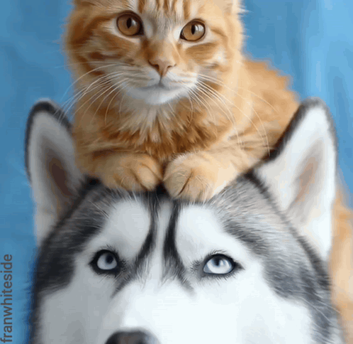 Cat On Husky Dog's Head GIF