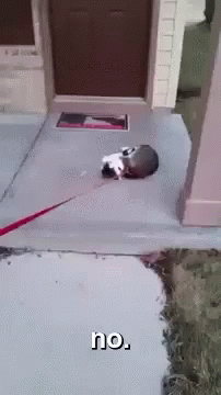 Cat On Leash Laying On Sidewalk Saying No GIF