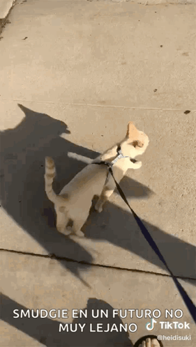 Cat On Leash Smudgie En Un Futuro No Muy Lejana GIF