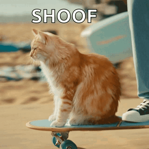 Cat on Skateboard Saying Shoof