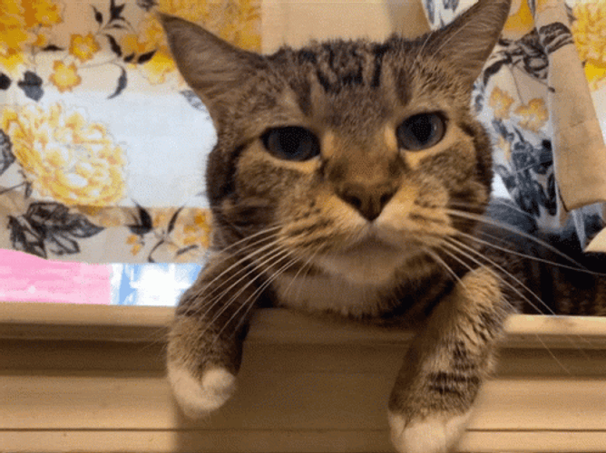 Cat On Table Meow GIF