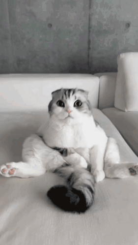 Cat On White Couch With Legs Crossed GIF