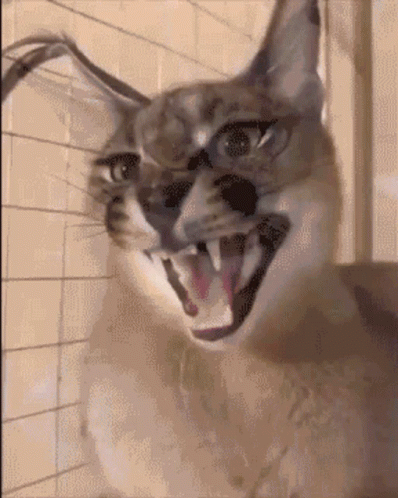 Cat Open Mouth Showing Teeth