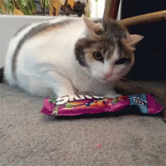 Cat Own Skittles Candy GIF