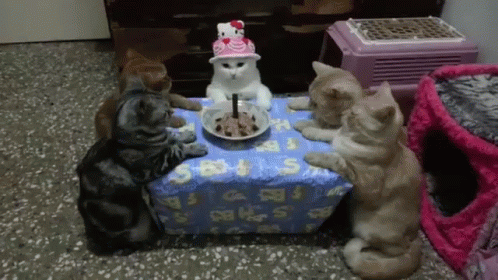 Cat Party Birthday Friends Praying GIF