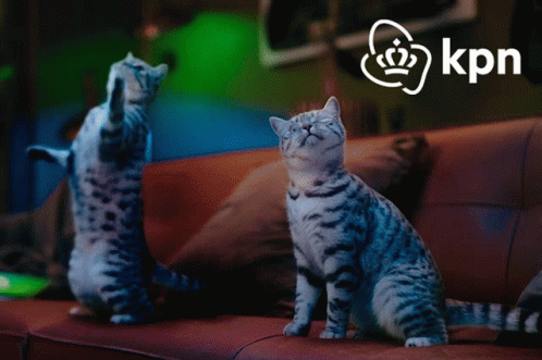 Cat Party Club Nod Vibing GIF