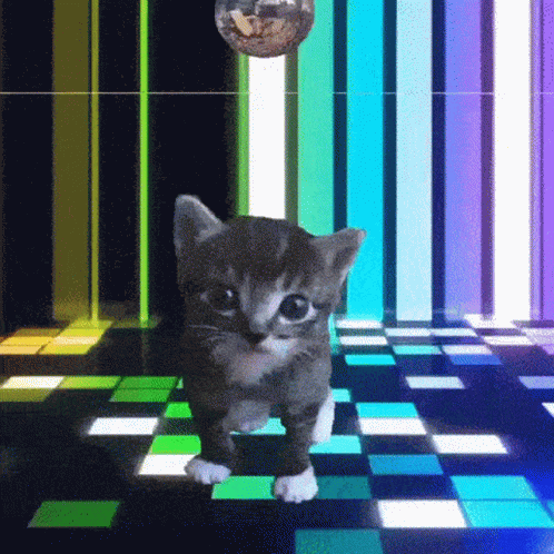 Cat Party Dance Floor Mirror Ball GIF