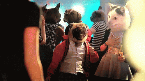 Cat Party Dancing Dog Meow GIF