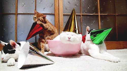 Cat Party Ginger Hat GIF