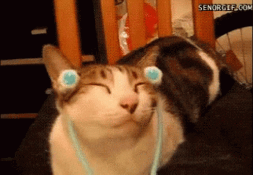 Cat Party Hard Massage GIF