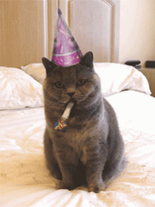 Cat Party Hat Birthday Celebration GIF