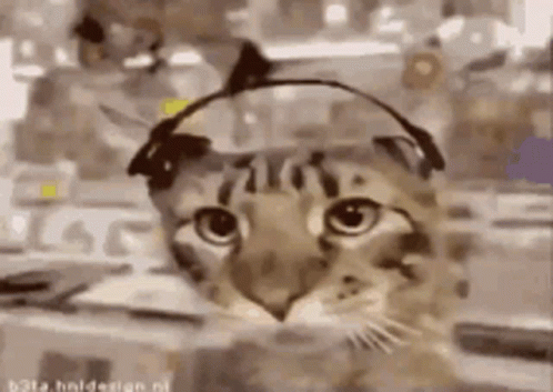 Cat Party Headphone Vibing GIF