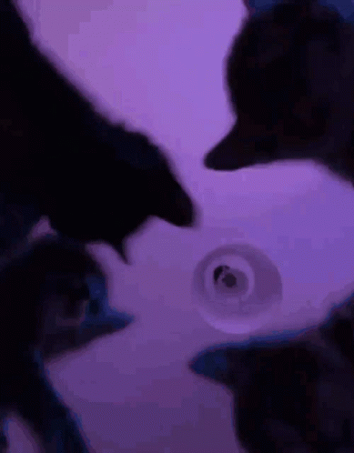 Cat Party Lights Dancing GIF