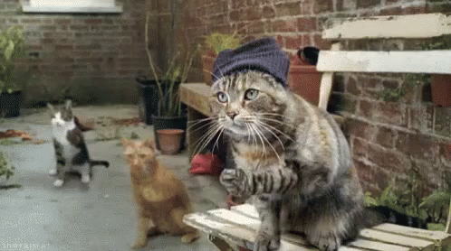 Cat Party Music Band GIF