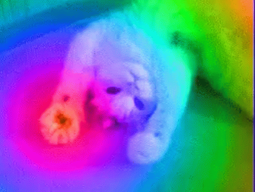Cat Party Rainbow Paws GIF