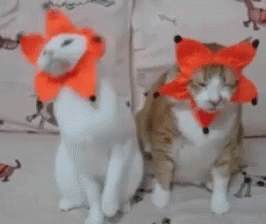 Cat Party Sleeping Flower GIF