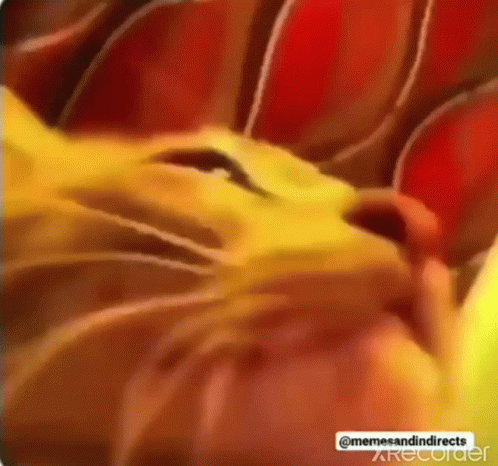 Cat Partying Flashing Lights GIF