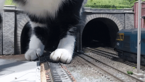 Cat Passing By Toy Train Tunnel GIF