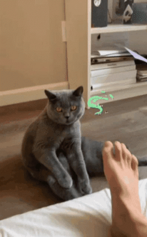 Cat Passing Out Because Of Smelly Feet  GIF