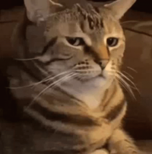Cat Passive Aggressive Staring GIF