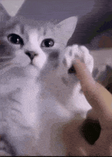 Cat Paw Touched by Person