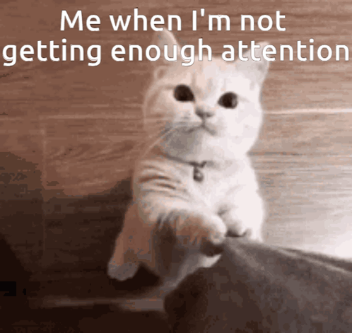 Cat Pay Me Some Attention GIF