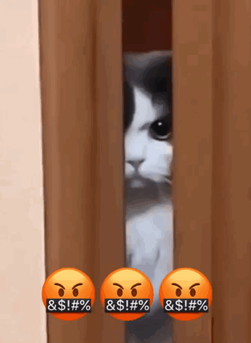 Cat Peeking Behind Curtain With Angry Faces Saying & $ ! %
