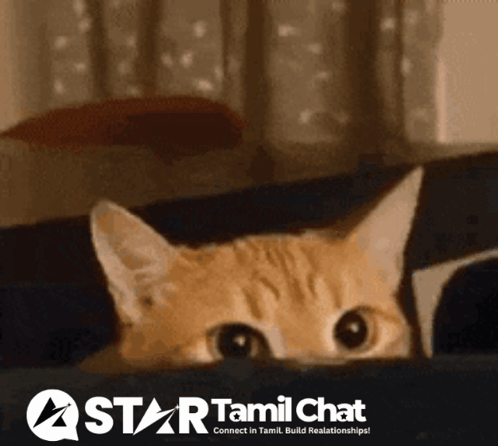 Cat Peeking Behind Star Tamil Chat Ad
