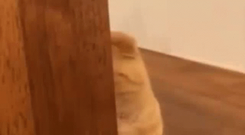 Cat Peeking Out Of Wooden Door GIF