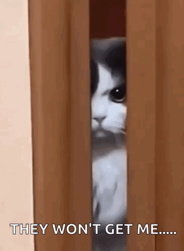 Cat Peeking Through Door Saying They Won't Get Me