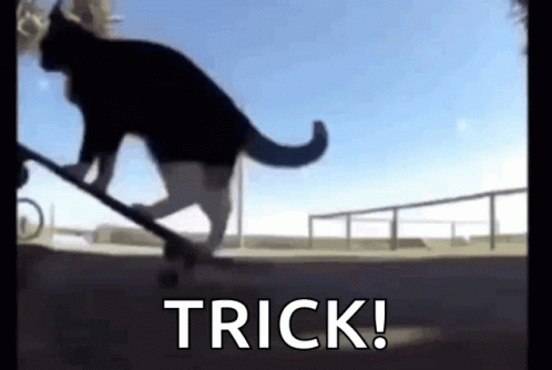Cat Performing Trick On Skateboard GIF