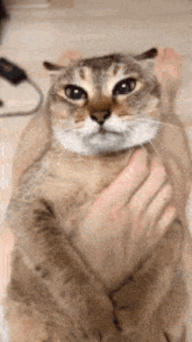 Cat Petted Looking at Camera