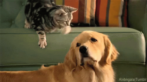 Cat Petting Big Dog GIF
