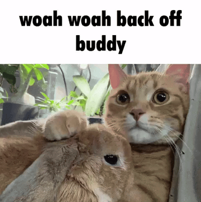 Cat Petting Rabbit Saying Woah Woah Back Off Buddy