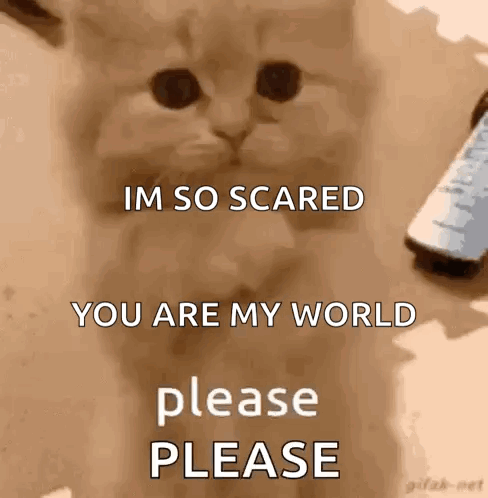 Cat Phone Im So Scared You Are My World Please Please