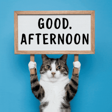 Cat Piano Edited Placard Good Afternoon GIF