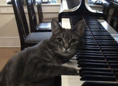 Cat Piano Playing Slowly GIF