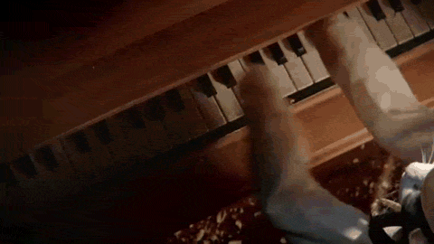 Cat Piano Using After Losing Hairs GIF