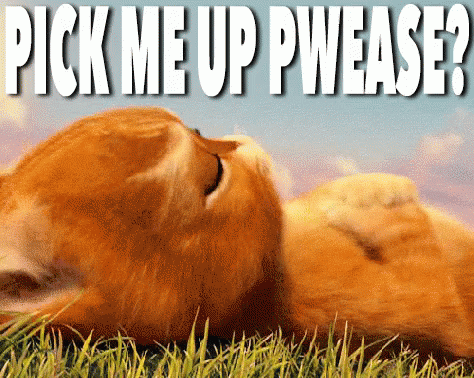 Cat Pick Me Up Please GIF