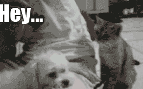 Cat Pimp Slap Five Fingers GIF