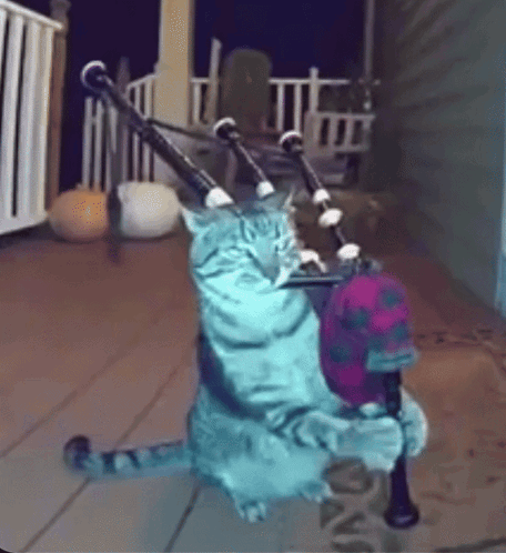 Cat Playing Bagpipes With Hat