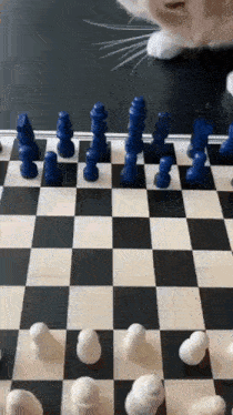 Cat Playing Chess