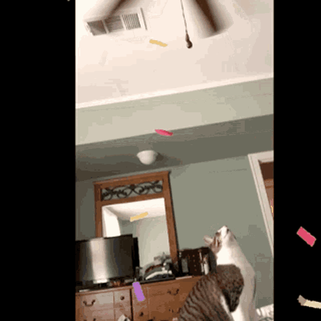Cat Playing Confetti GIF