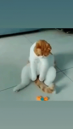 Cat Playing Fidget Spinner Using His Tail GIF